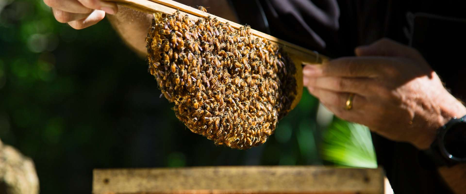 bees-green-initiatives-at-the-bvlgari-resort-bali