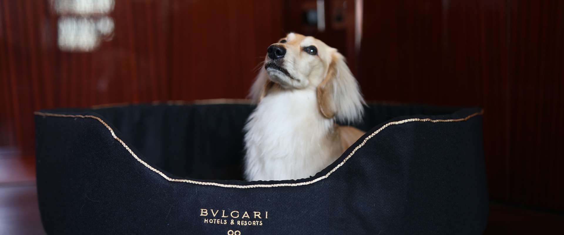 Bulgari Hotel London Experiences Pet Club