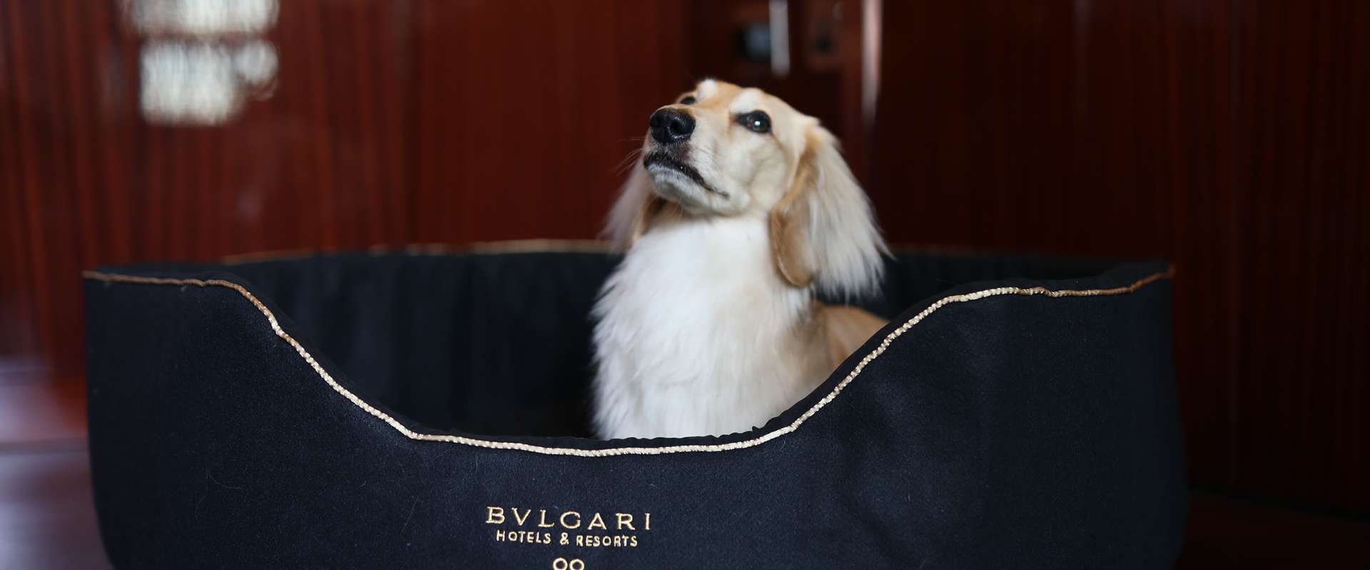 Curated visual reference: Picture Idea: London Introduces Its New Dog Concierge Service