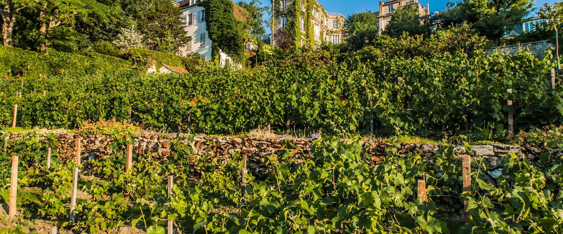 Vineyard-Montmartre