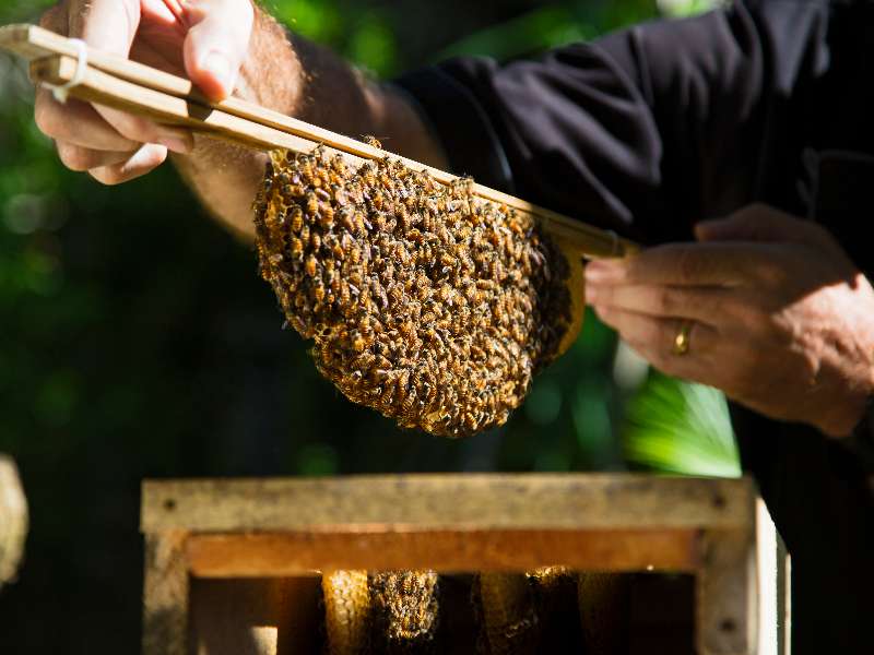 bees-green-initiatives-at-the-bvlgari-resort-bali