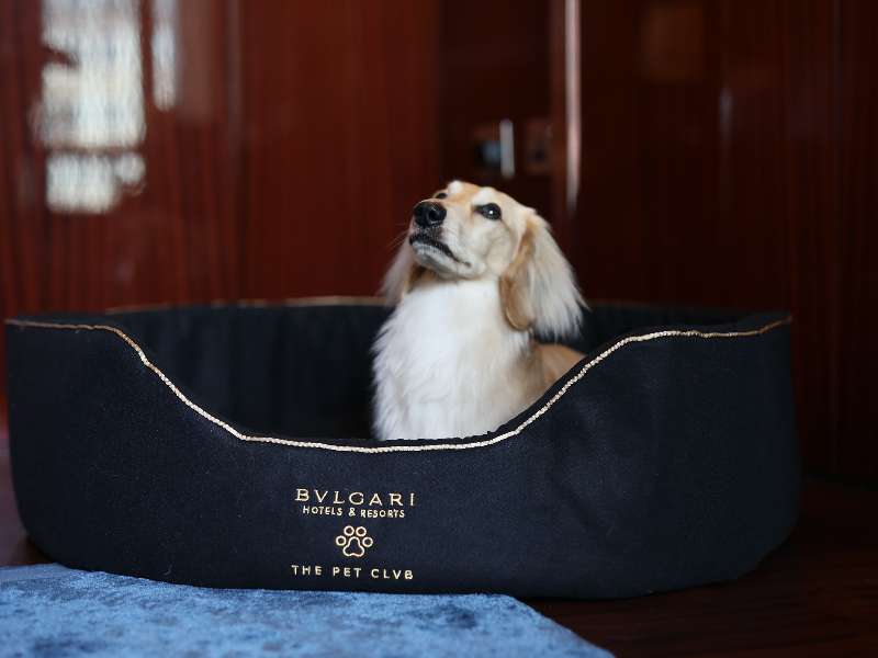 Bulgari Hotel London Experiences Pet Club