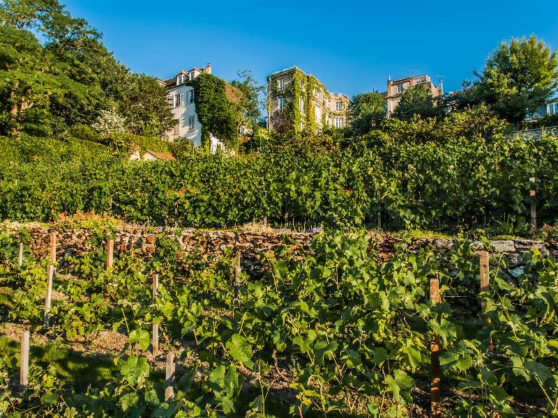 Vineyard-Montmartre