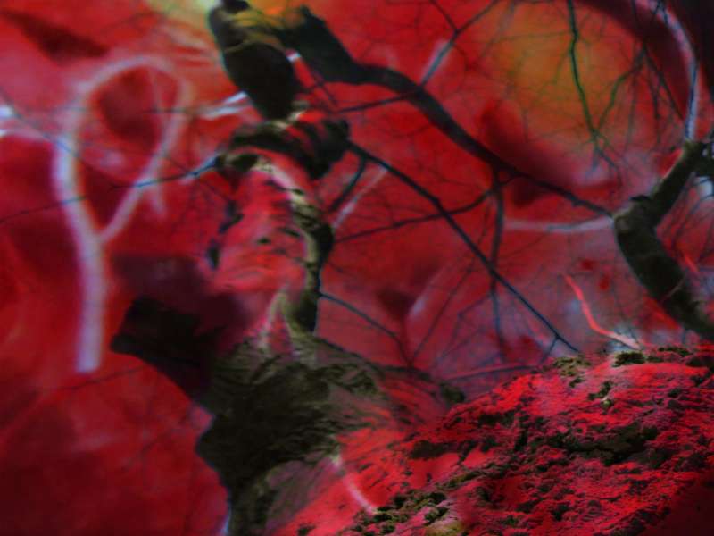 Pipilotti Rist, Video still, 2024 | Courtesy &copy; Pipilotti Rist