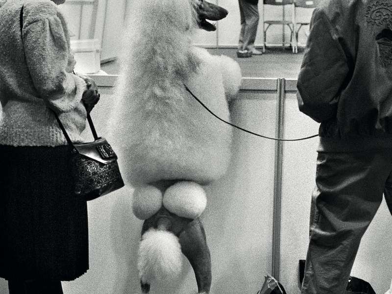 Elliott Erwitt, England. Birmingham, 1991, 40 &times; 50 cm | &copy; Elliott Erwitt Private Collection