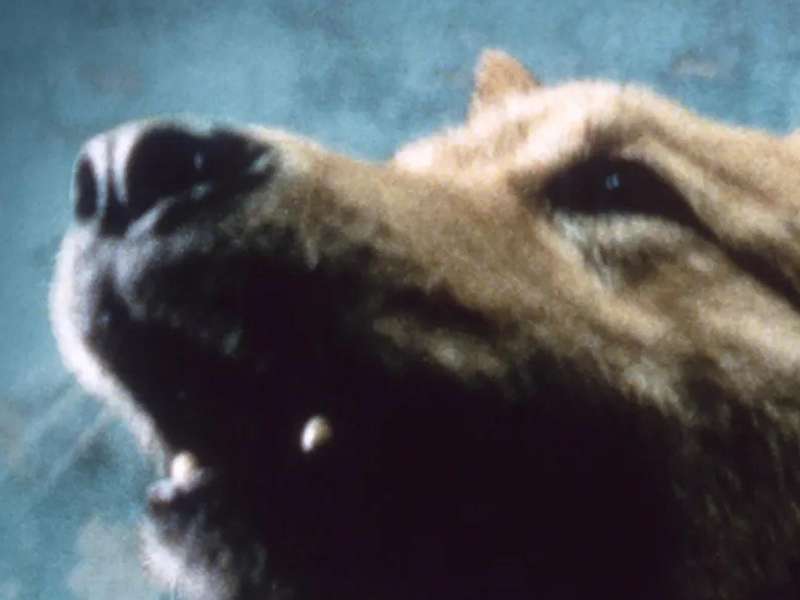 Still from the film Amores Perros by Alejandro G. I&ntilde;&aacute;rritu, 2000 | Courtesy &copy; Nu Vision