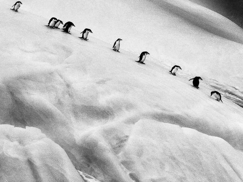 Sebasti&atilde;o Salgado | Penguins on an iceberg located between Zavodovski and Visokoi islands, South Sandwich lslands, Genesis, 2009 | &copy; Sebasti&atilde;o Salgado