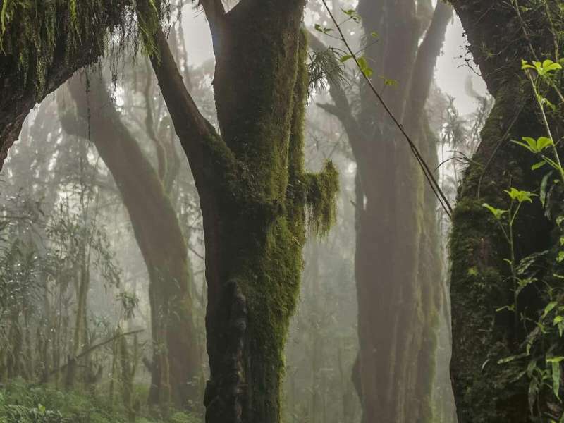 Omar Al Gurg, Everyman's Mountain: Forest &ndash; 001, 2021, Archival print on cotton rag, 83.3 &times; 125 cm | &copy; Omar Al Gurg | Courtesy Lawrie Shabibi Gallery, Dubai