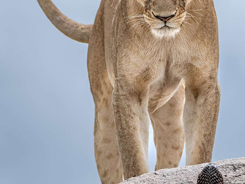 Wildlife Photographer of the Year 2025 | &copy; Gabriella Comi