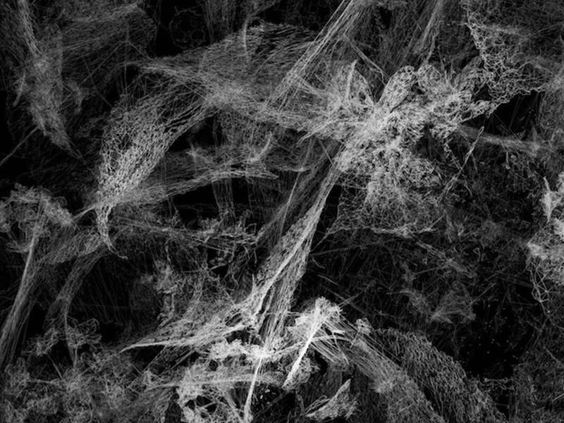 Moon Kyungwon & Jeon Joonho, Phantom Garden, 2024-2025 | Courtesy &copy; SCAI THE BATH HOUSE