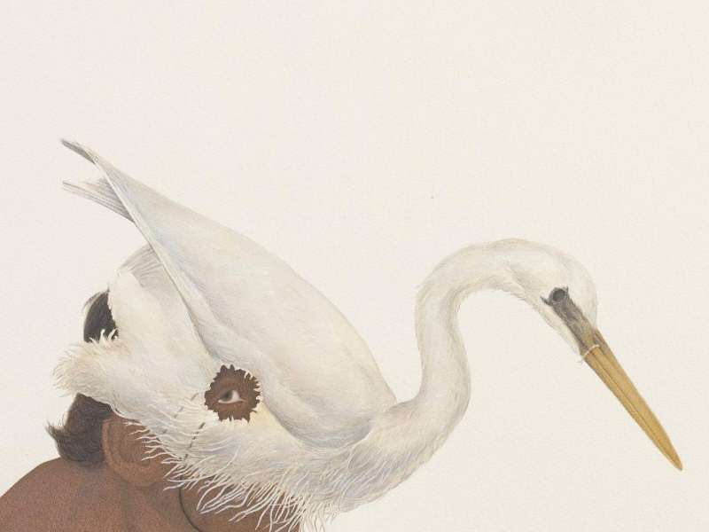 Ali Kazim, Senza titolo, Dalla serie The Bird Hunter, 2020 | Courtesy &copy; Ali Kazim