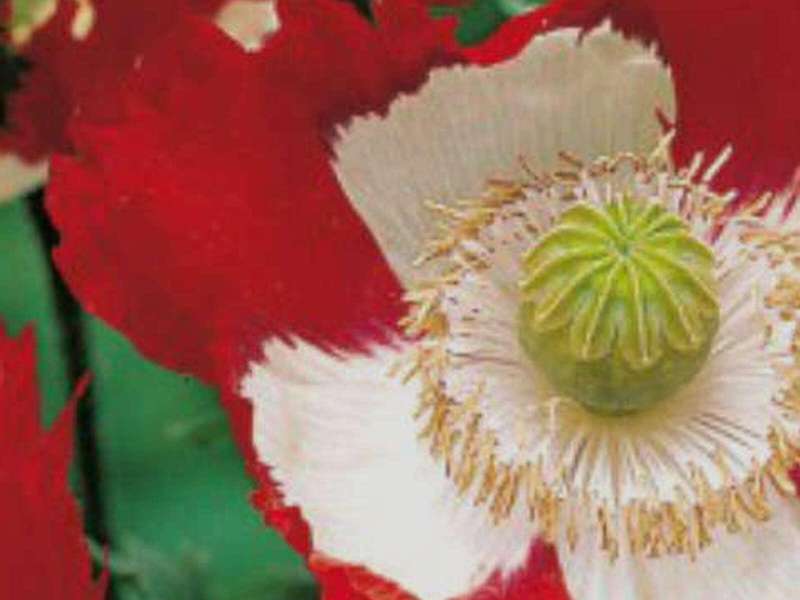 Danish Poppy | Courtesy Orticola 2026