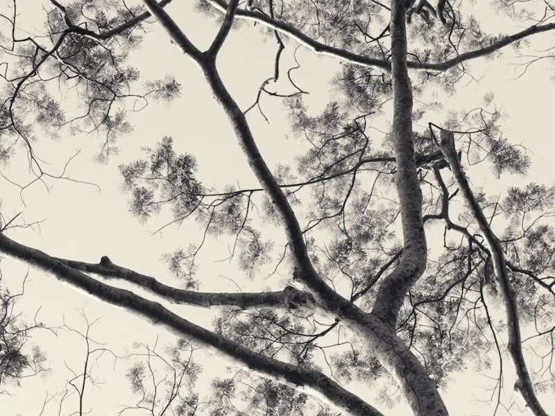 Robert Zhao Zenhui, Every Tree is its Own Universe | Courtesy &copy;&nbsp;Robert Zhao Zenhui