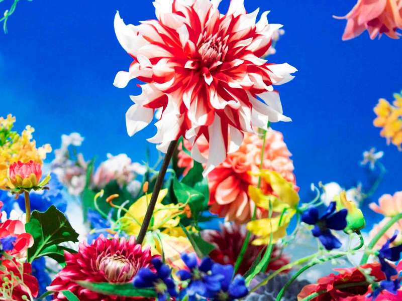 Courtesy &copy; Mika Ninagawa, Tomio Koyama Gallery