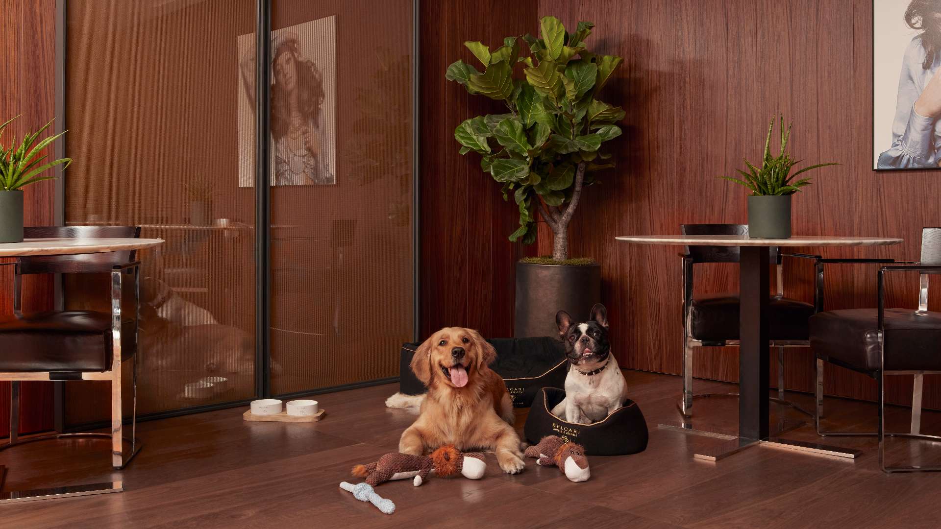 Bulgari Hotels & Resort The Bulgari Pet programme