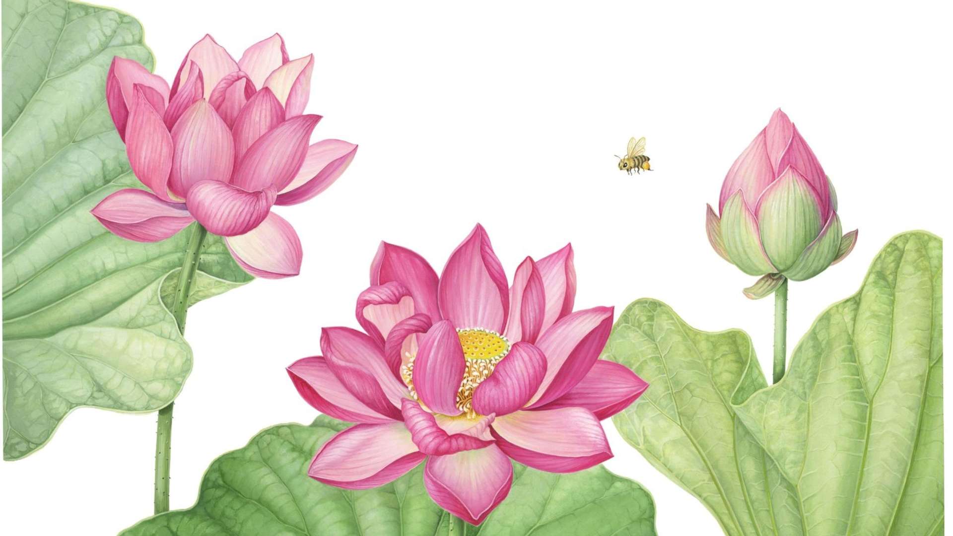 Nelumbo nucifera, Early Summer | &copy; Kyoko Uchiyama | Courtesy Royal Horticultural Society