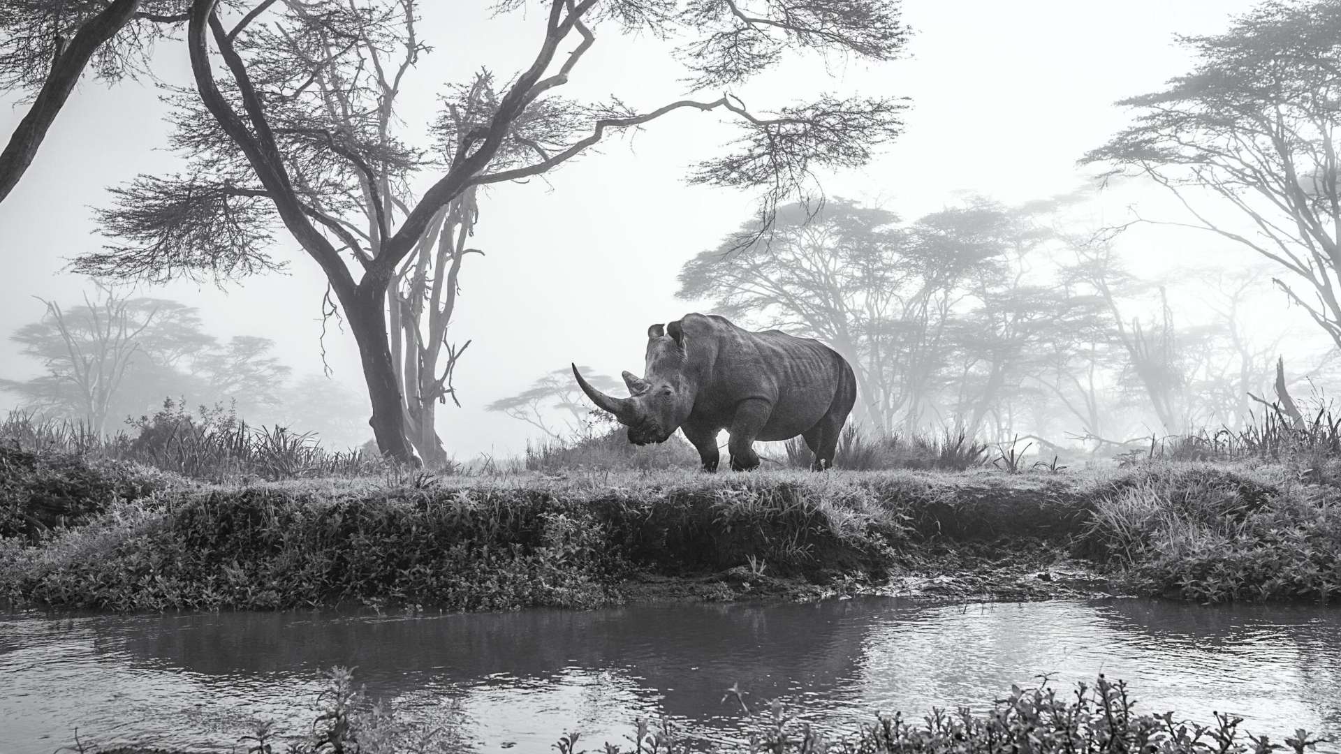Silent Guardian | &copy; Mohammad Mirza, Kuwait, Winner, National Awards, Sony World Photography Awards 2025