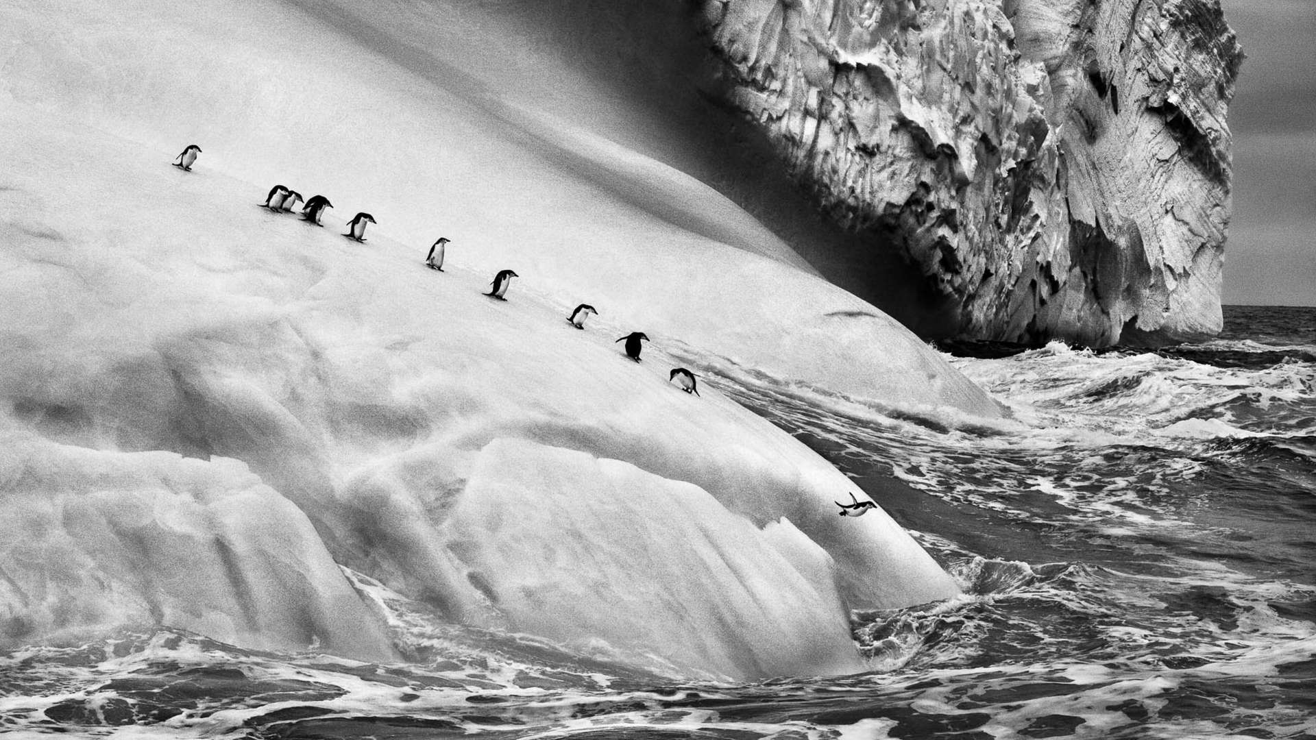 Sebasti&atilde;o Salgado | Penguins on an iceberg located between Zavodovski and Visokoi islands, South Sandwich lslands, Genesis, 2009 | &copy; Sebasti&atilde;o Salgado