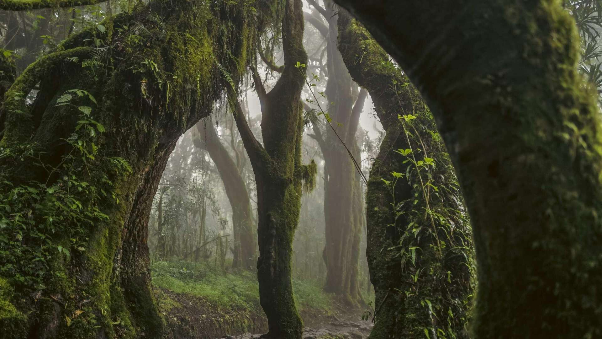Omar Al Gurg, Everyman's Mountain: Forest &ndash; 001, 2021, Archival print on cotton rag, 83.3 &times; 125 cm | &copy; Omar Al Gurg | Courtesy Lawrie Shabibi Gallery, Dubai