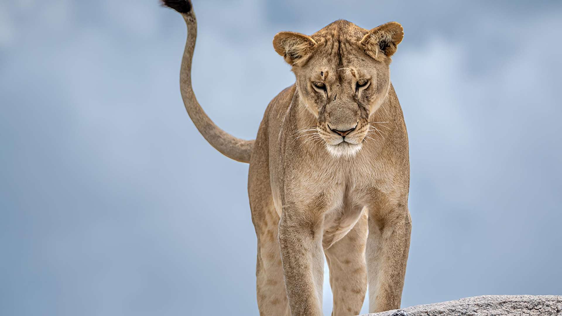 Wildlife Photographer of the Year 2025 | &copy; Gabriella Comi