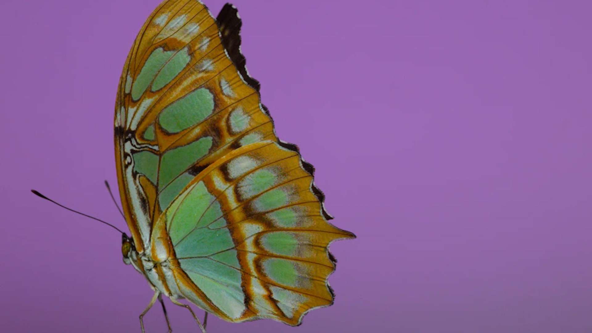 Andrea Galvani, Still from The Void Migrates to the Surface, 2025, Installazione video multicanale site-specific | Courtesy Andrea Galvani e Fotografiska Shanghai | &copy; Andrea Galvani Studio