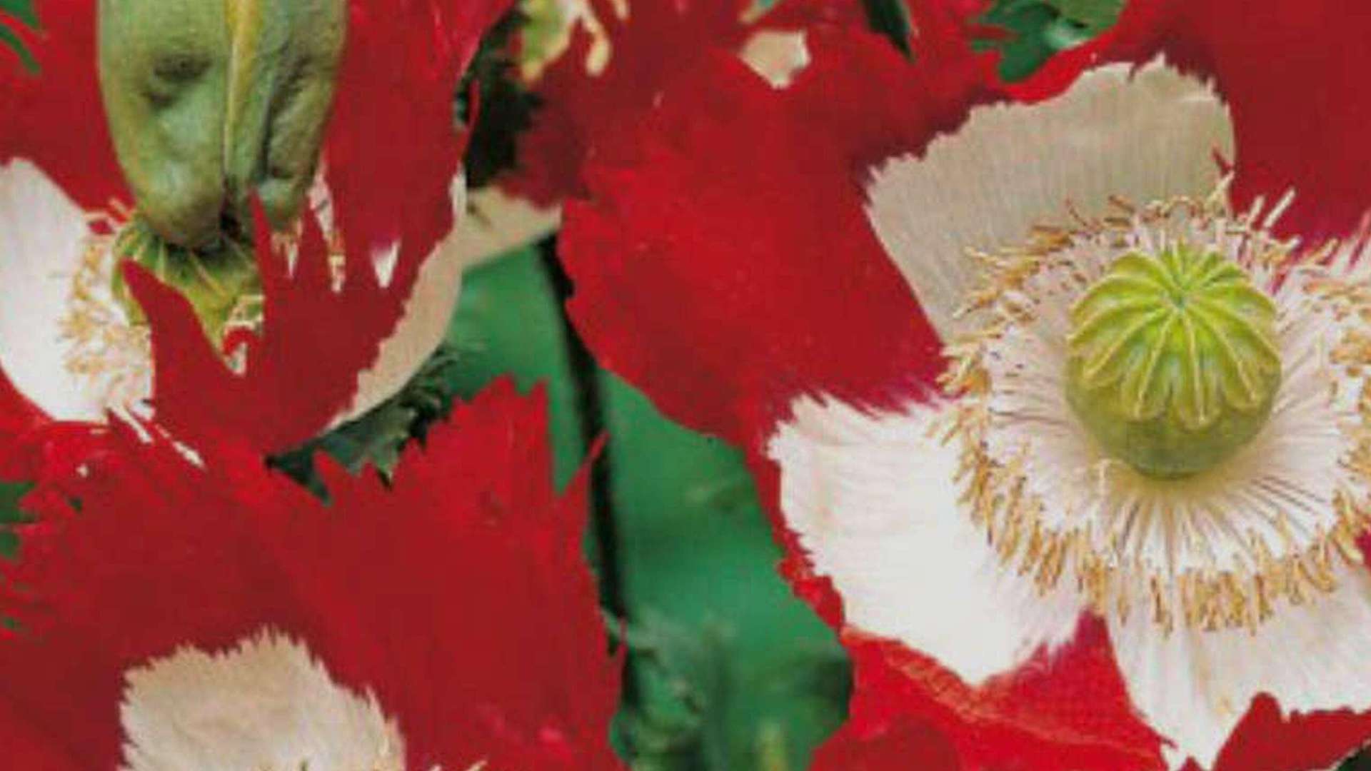 Danish Poppy | Courtesy Orticola 2026