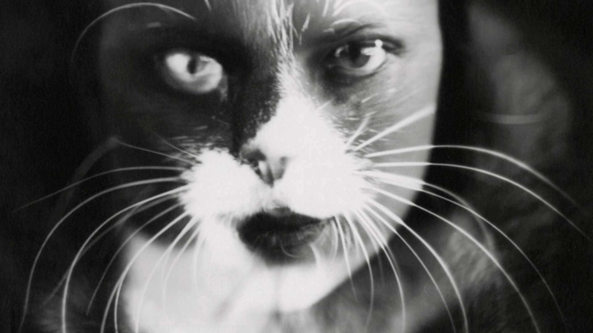 Wanda Wulz, I + Cat, 1932, Gelatin silver print (reprint 1982), Florence | Courtesy &copy; Archivi Alinari-Collezione Zannier