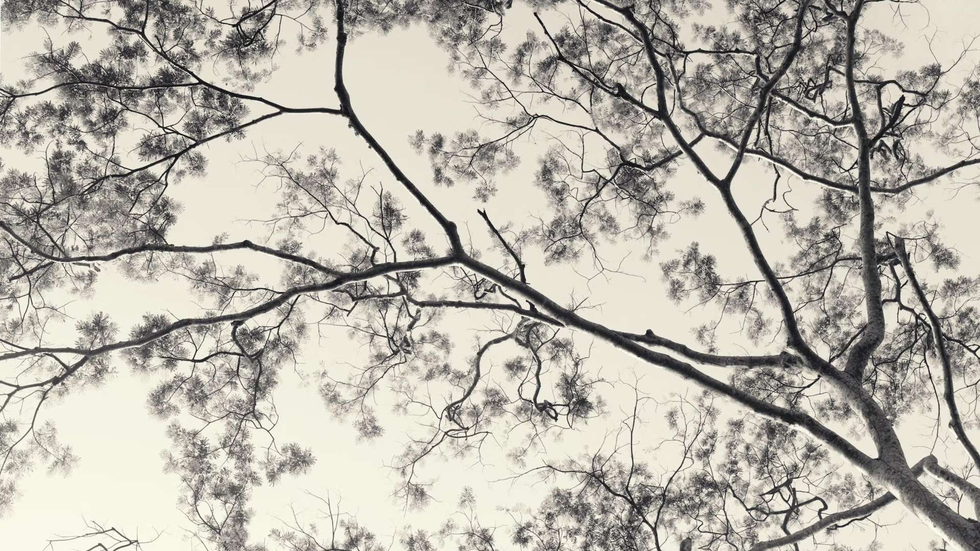 Robert Zhao Zenhui, Every Tree is its Own Universe | Courtesy &copy;&nbsp;Robert Zhao Zenhui
