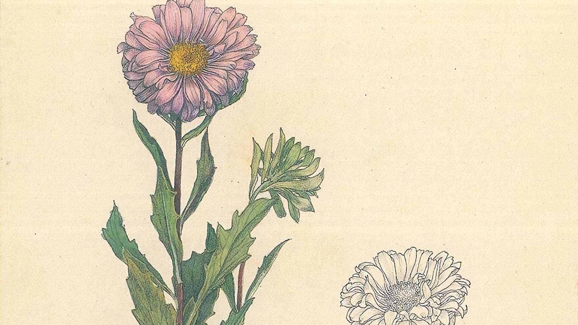 From Shigeo Egami's My Requiem Flower Album, Year of creation unknown, Pencil and watercolor, Private Collection | Courtesy &copy; Tokyo Metropolitan Art Museum