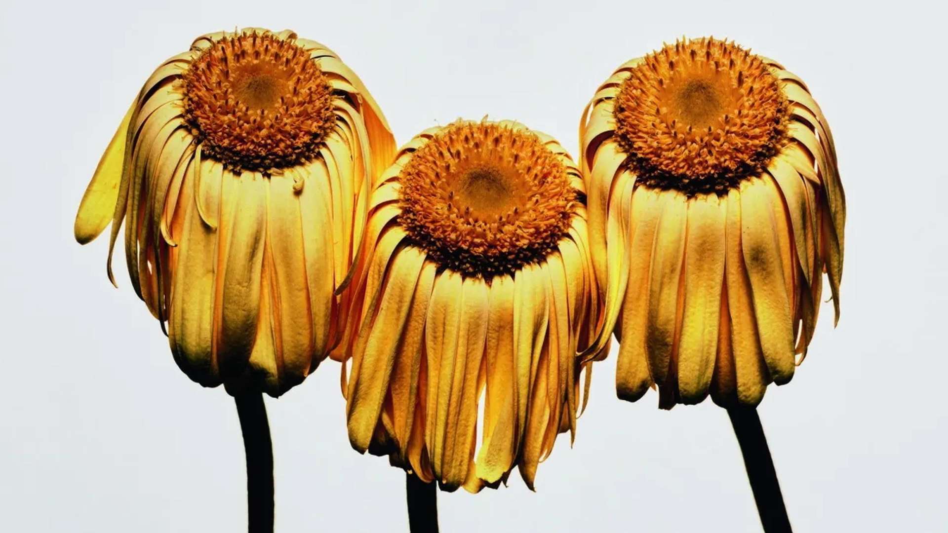 Irving Penn, Gerbera Daisy, 2006 | Courtesy &copy; Irving Penn, Cond&eacute; Nast Pinault Collection